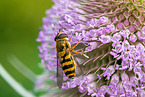 common banded hoverfly