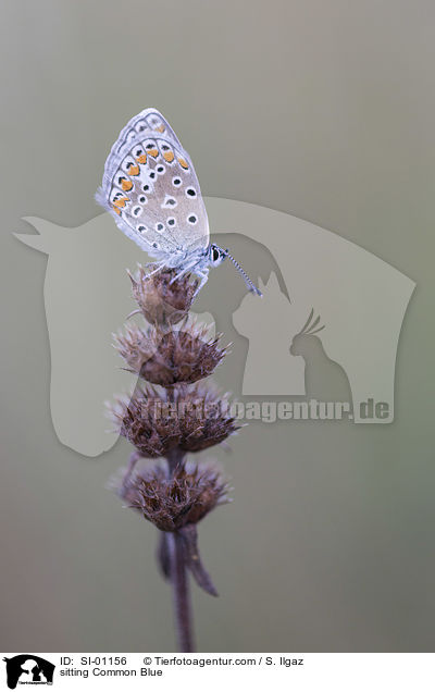 sitting Common Blue / SI-01156
