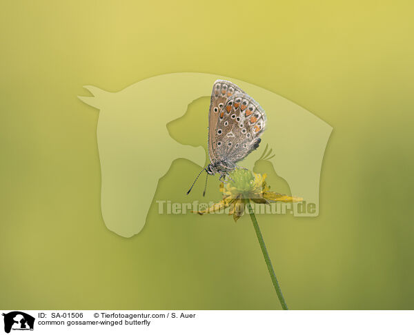 common gossamer-winged butterfly / SA-01506