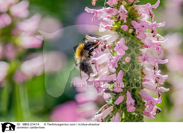 common carder-bee / MBS-23414