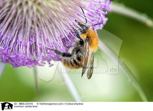common carder-bee / MBS-23416