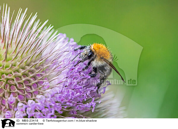 common carder-bee / MBS-23418