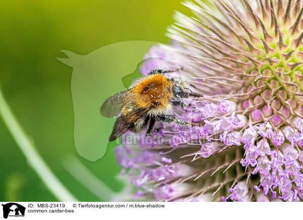 common carder-bee / MBS-23419