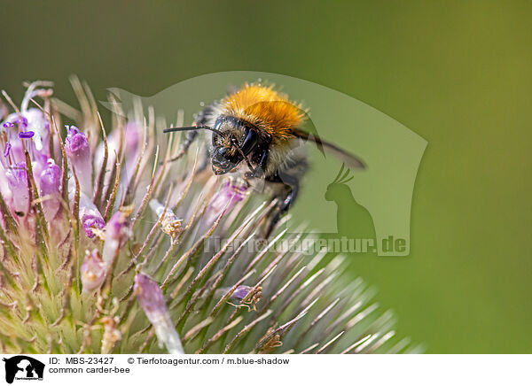common carder-bee / MBS-23427