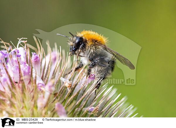 common carder-bee / MBS-23428