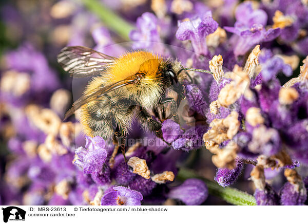 common carder-bee / MBS-23613