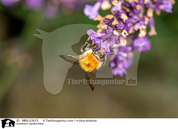 common carder-bee / MBS-23615