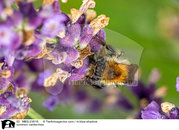 common carder-bee / MBS-23616