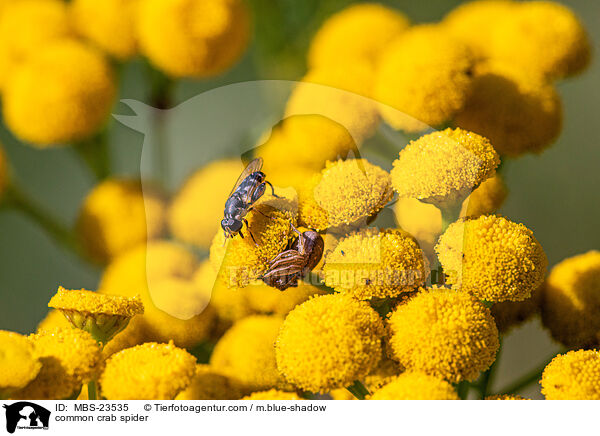 common crab spider / MBS-23535