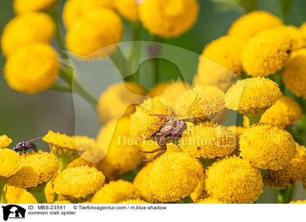common crab spider / MBS-23541