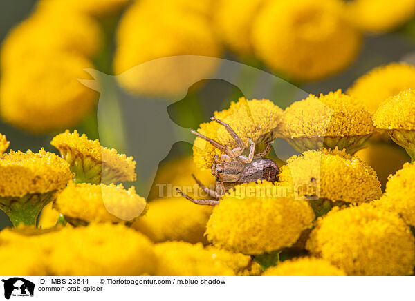 common crab spider / MBS-23544