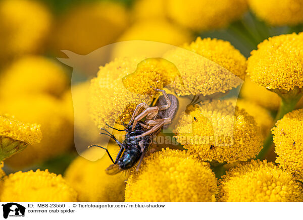 common crab spider / MBS-23550