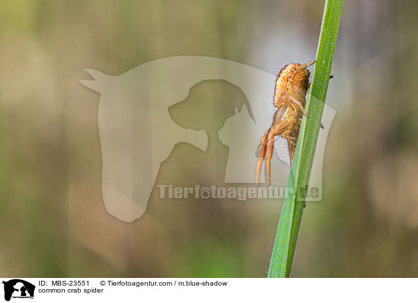 common crab spider / MBS-23551