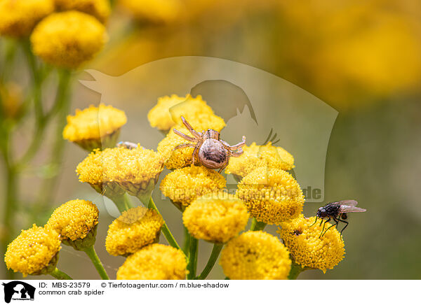 common crab spider / MBS-23579