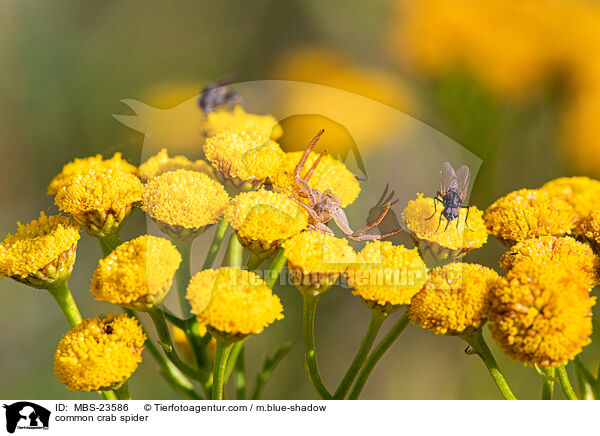 common crab spider / MBS-23586