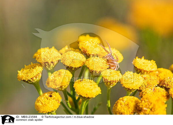 common crab spider / MBS-23588
