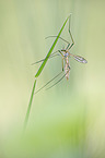 Common Cranefly