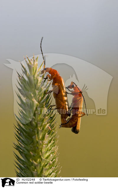 Common red soldier beetle / HJ-02248