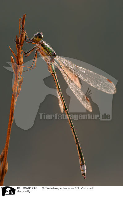 dragonfly / DV-01248