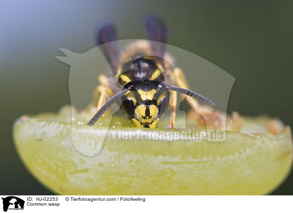 Common wasp / HJ-02253
