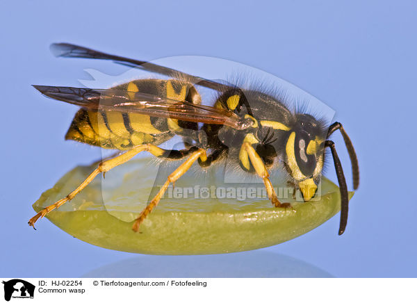 Common wasp / HJ-02254