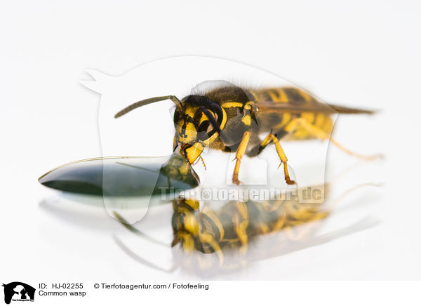 Common wasp / HJ-02255