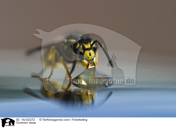 Common wasp / HJ-02272