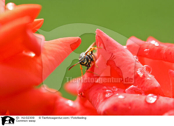 Common wasp / HJ-02309