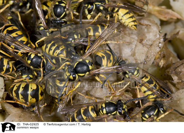 common wasps / THA-02925