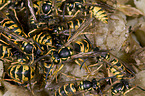 common wasps