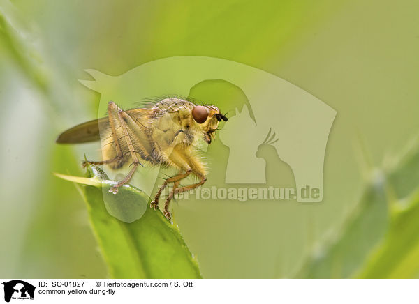 common yellow dung-fly / SO-01827