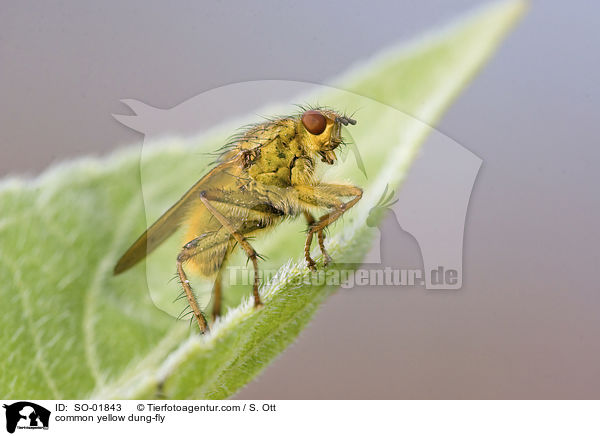common yellow dung-fly / SO-01843