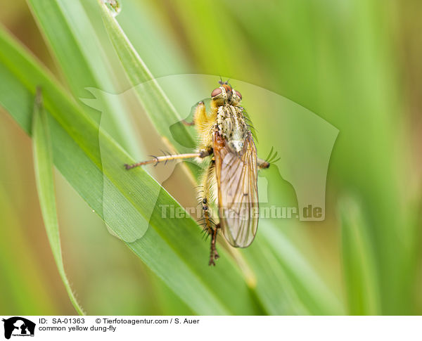 common yellow dung-fly / SA-01363