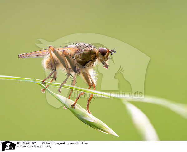 common yellow dung-fly / SA-01628