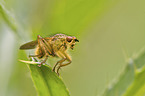 common yellow dung-fly