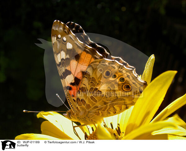 butterfly / WJP-01189