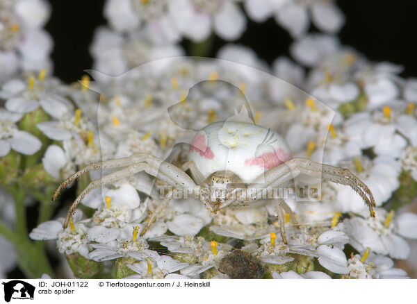Krabbenspinne / crab spider / JOH-01122