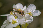 crab spider and fly