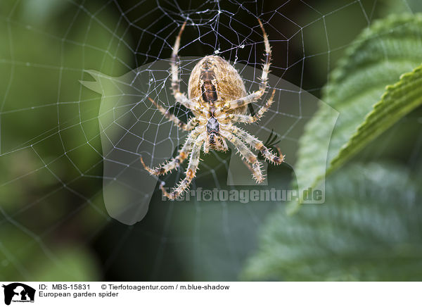European garden spider / MBS-15831