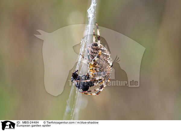European garden spider / MBS-24484