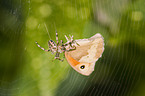 garden cross spider with prey
