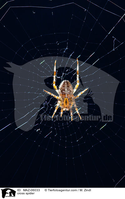 cross spider / MAZ-06033