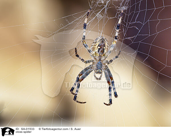 cross spider / SA-01533