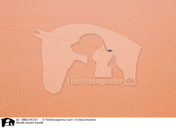 Namib desert beetle / MBS-06333