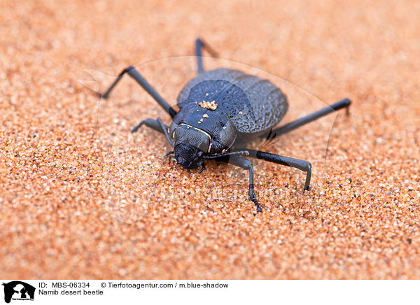 Namib desert beetle / MBS-06334