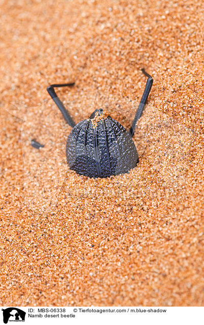 Nebeltrinker-Kfer / Namib desert beetle / MBS-06338