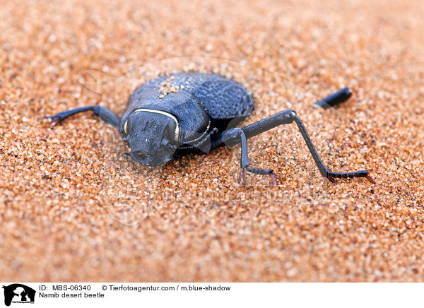 Namib desert beetle / MBS-06340