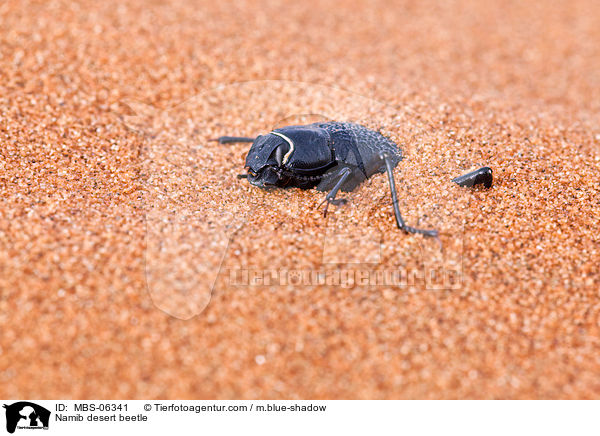Namib desert beetle / MBS-06341