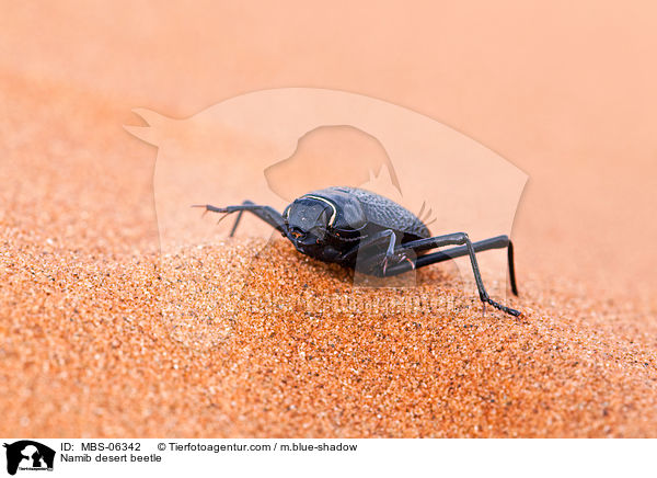 Namib desert beetle / MBS-06342