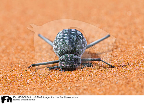 Namib desert beetle / MBS-06343